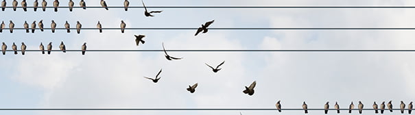 Birds on a wire