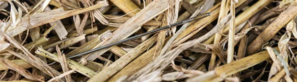 needle in haystack