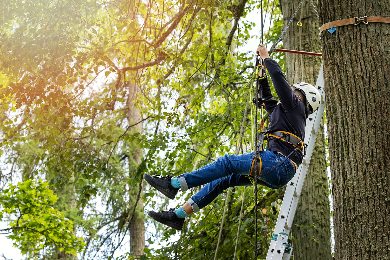 person climbing tree with rope and safety gear in adventure park