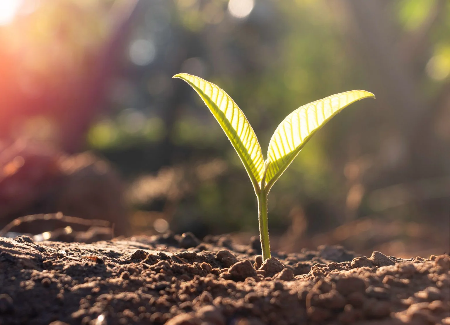 Young plant in the morning light on ground background