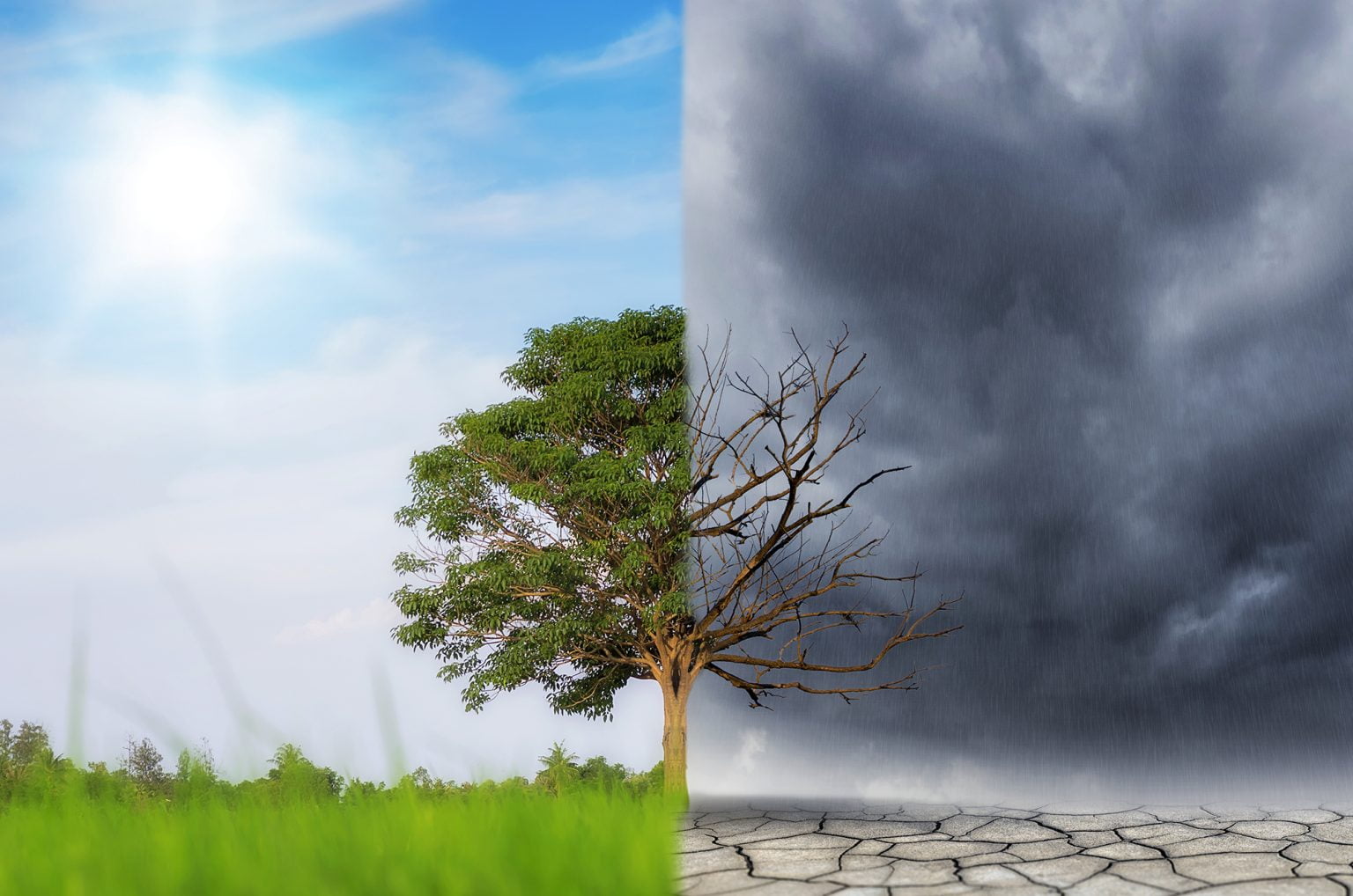 Nature scene of tree with left side green and lush and the right side dark and barren