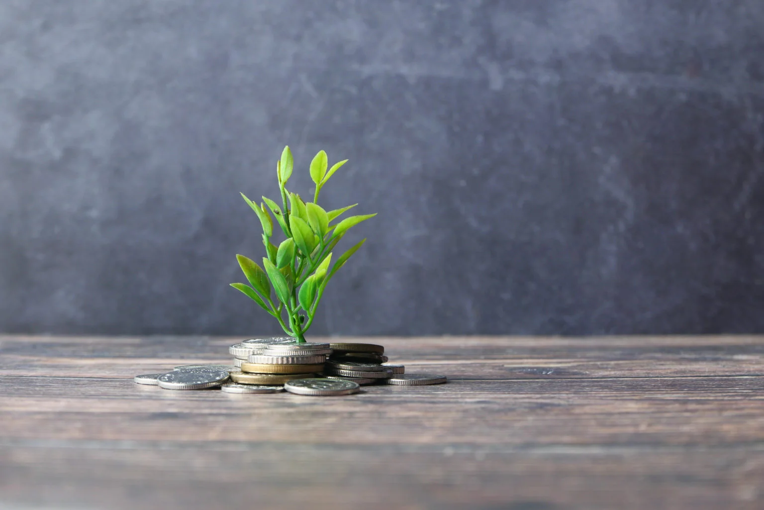 Close up of young plan growing through coins