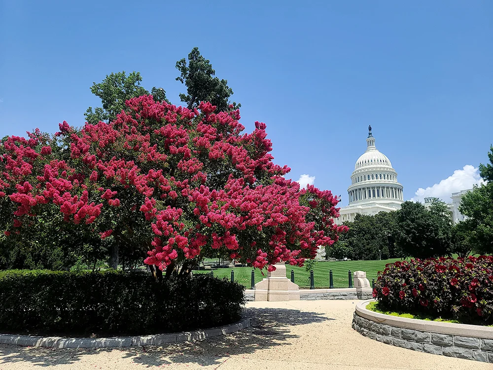 Myrtle Tree on Capitol Hill in Washington DC