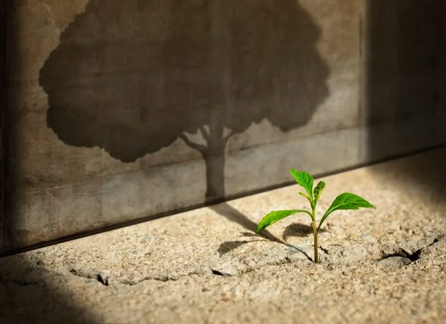 New Green Sprout Plant Growth in Cracked Concrete and Shading a Big Tree Shadow on the Concrete