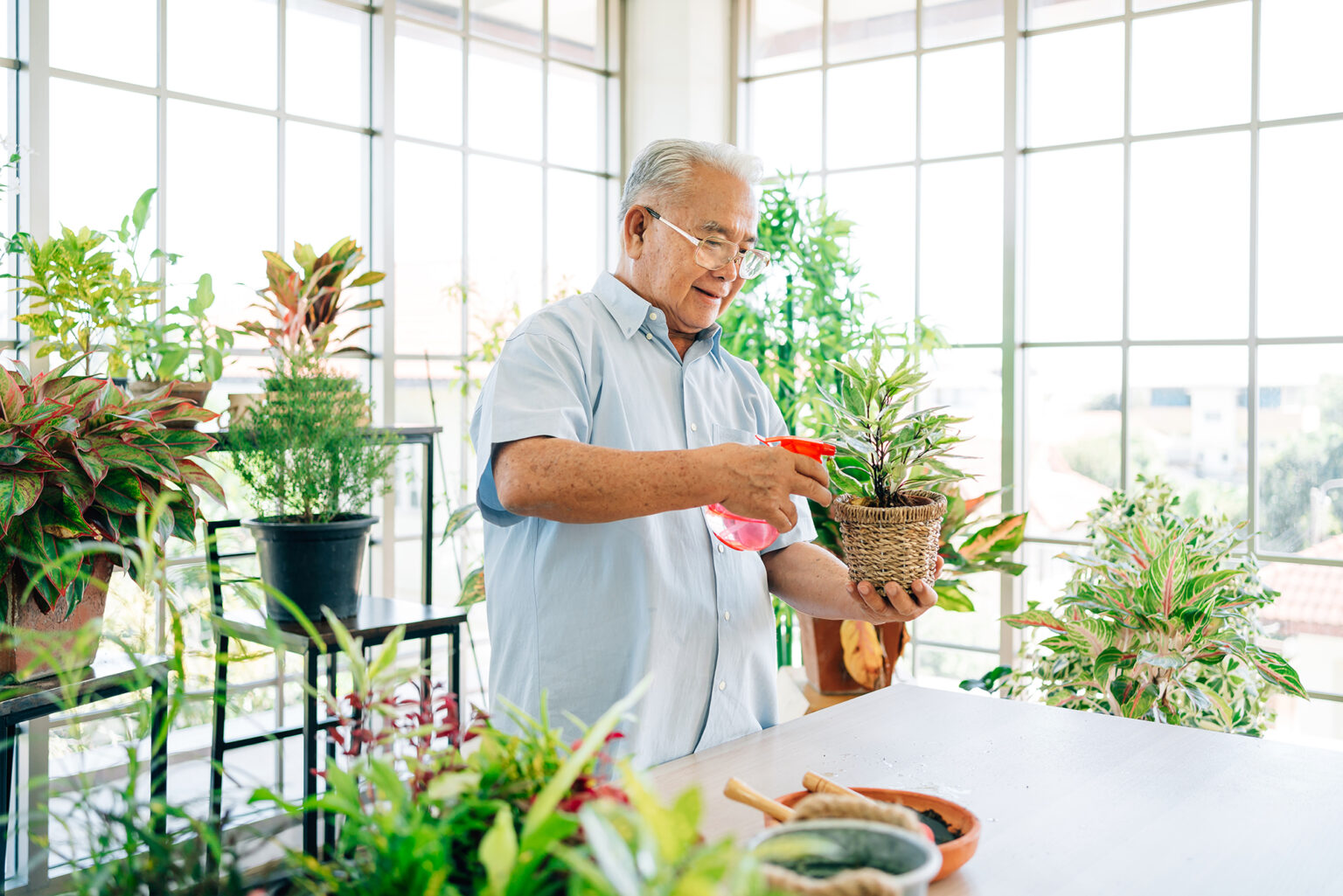 Senior man spraying water on a flower pot in a greenhouse